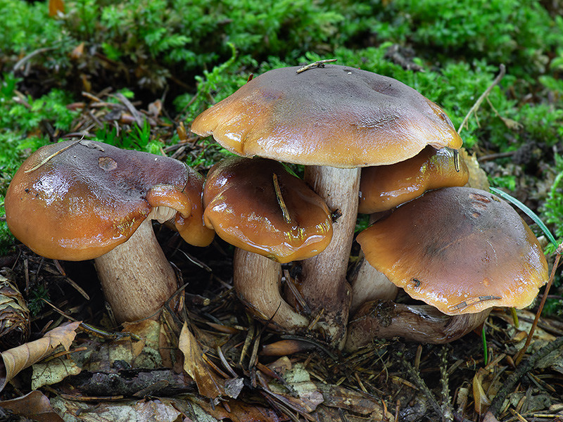 Tricholoma ustale